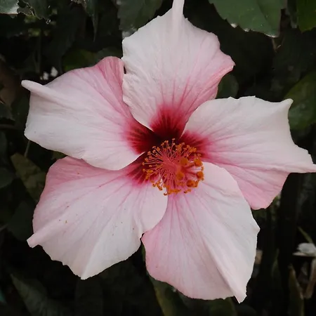 Casa vacanze Casa Pinheiromar